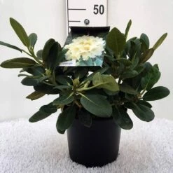 Rhododendron (Rhododendron 'Flava') -DIRECTPLANT Winkel r. y flava c5 1