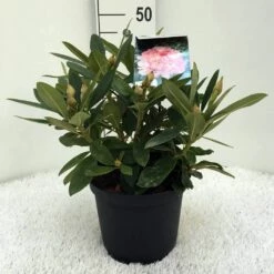 Rhododendron (Rhododendron 'Percy Wiseman') -DIRECTPLANT Winkel r. y percy wiseman c5 1