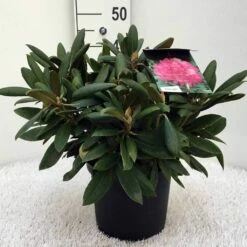 Dwergrhododendron (Rhododendron 'Polaris') -DIRECTPLANT Winkel r. y polaris c5