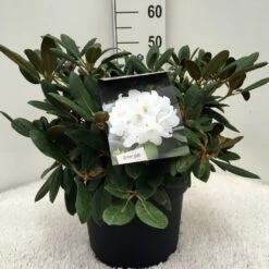 Dwergrhododendron (Rhododendron 'Porzellan') -DIRECTPLANT Winkel r. y porzelan c10