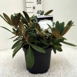 Dwergrhododendron (Rhododendron 'Porzellan') -DIRECTPLANT Winkel r. y porzelan c5