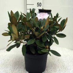 Dwergrhododendron (Rhododendron 'Silberwolke') -DIRECTPLANT Winkel r. y silberwolke c5