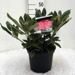 Rhododendron (Rhododendron 'Sneezy') -DIRECTPLANT Winkel r. y sneezy c5 2