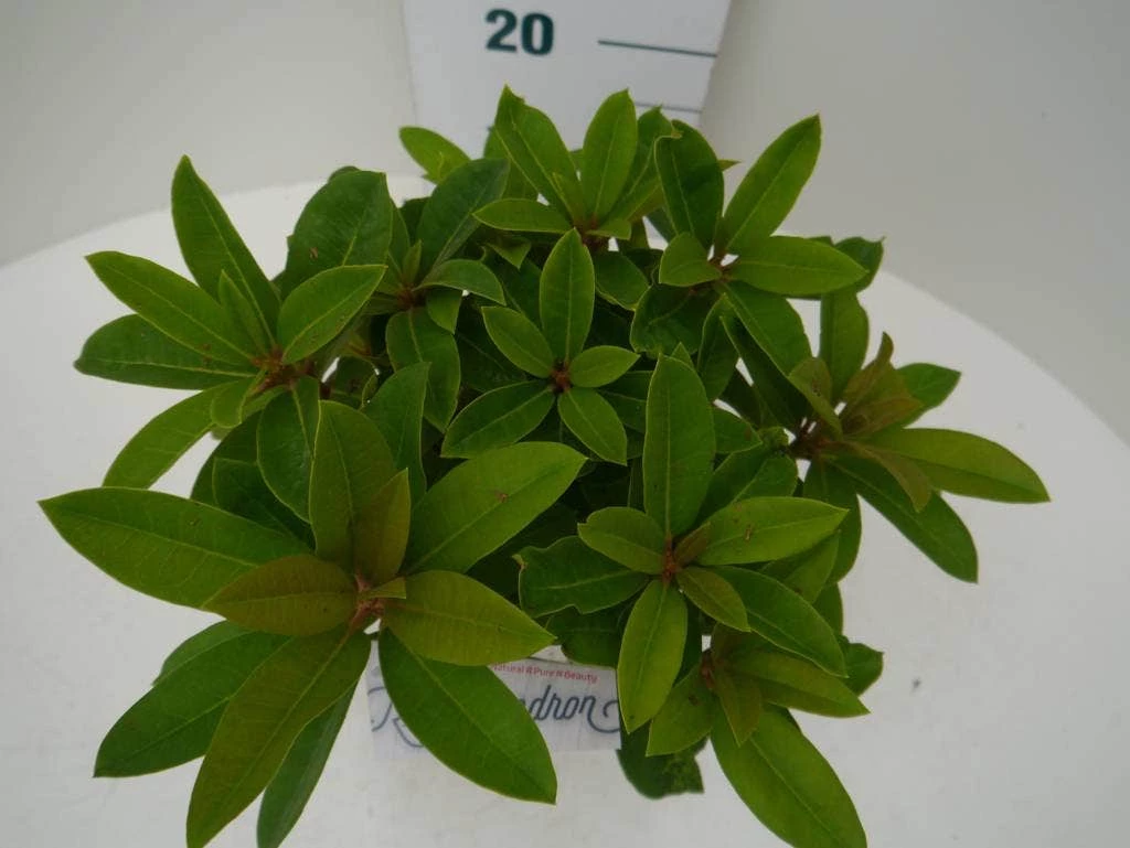 Rhododendron (Rhododendron 'Red Jack') 6 Rhododendron (Rhododendron 'Red Jack') - Afbeelding 4