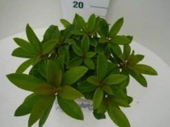 Rhododendron (Rhododendron 'Red Jack') -DIRECTPLANT Winkel red jack c2 boven