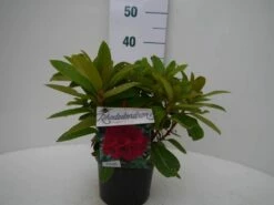 Rhododendron (Rhododendron 'Red Jack') -DIRECTPLANT Winkel red jack c2 voor 2