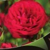 Stamroos (Rosa 'Red Meilove') -DIRECTPLANT Winkel red meilove v