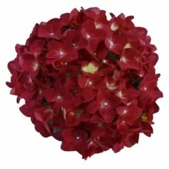 Hortensia Red Reggae (Hydrangea 'Music Collection') -DIRECTPLANT Winkel red reggae 2