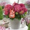 Hortensia Red Reggae (Hydrangea 'Music Collection') -DIRECTPLANT Winkel red reggea 2