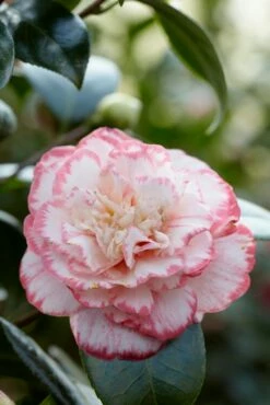 Camelia (Camellia Japonica 'Margaret Davis')
