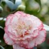 Camelia (Camellia Japonica 'Margaret Davis') -DIRECTPLANT Winkel rera03446