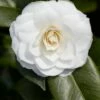 Camelia (Camellia Japonica 'Purity') 2 Camelia (Camellia Japonica 'Purity') -DIRECTPLANT Winkel rera03507