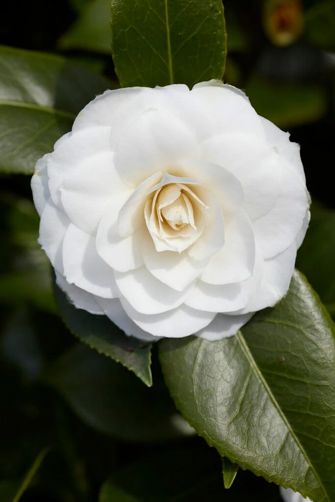 Camelia (Camellia Japonica 'Purity') 3 Camelia (Camellia Japonica 'Purity')