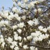 Beverboom (Magnolia Kobus) -DIRECTPLANT Winkel rera03974