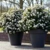 Sneeuwbal Als Bolvorm (Viburnum Tinus 'Eve Price') -DIRECTPLANT Winkel rera04753 1