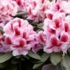 Rhododendron (Rhododendron 'Belami') -DIRECTPLANT Winkel rera05113 1