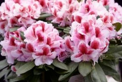 Rhododendron (Rhododendron 'Belami')