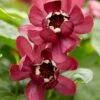 Specerijstruik (Calycanthus 'Aphrodite') -DIRECTPLANT Winkel rera05242 1