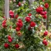 Roos (Rosa 'Florentina') -DIRECTPLANT Winkel rera05259