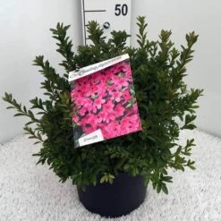 Japanse Azalea (Rhododendron 'Madame Van Hecke') -DIRECTPLANT Winkel rh. aj mme van hecke c10