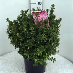 Japanse Azalea (Rhododendron 'Madame Van Hecke') -DIRECTPLANT Winkel rh. aj mme van hecke c15