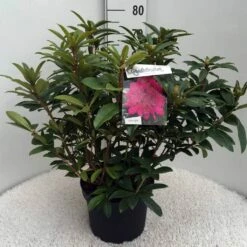 Rhododendron (Rhododendron 'Anah Kruschke') -DIRECTPLANT Winkel rh. anah kruschke c10 50 cm 1