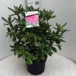 Rhododendron (Rhododendron 'Cosmopolitan') -DIRECTPLANT Winkel rh. cosmopolitan c10 50 cm