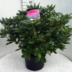 Rhododendron (Rhododendron 'Cosmopolitan') -DIRECTPLANT Winkel rh. cosmopolitan c20