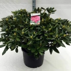 Rhododendron (Rhododendron 'Cosmopolitan') -DIRECTPLANT Winkel rh. cosmopolitan c40 1