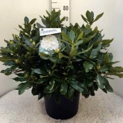 Rhododendron (Rhododendron 'Cunningham White') -DIRECTPLANT Winkel rh. cunn white c20
