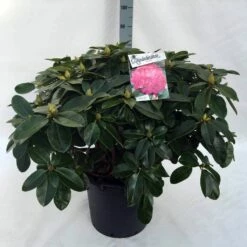 Rhododendron (Rhododendron 'Germania') -DIRECTPLANT Winkel rh. germania c30 1