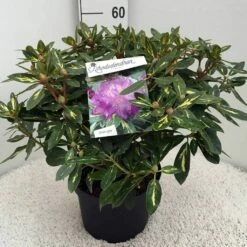 Rhododendron (Rhododendron 'Goldflimmer') -DIRECTPLANT Winkel rh. goldflimmer c10 50 cm 1