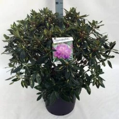 Rhododendron (Rhododendron 'Goldflimmer') -DIRECTPLANT Winkel rh. goldflimmer c30