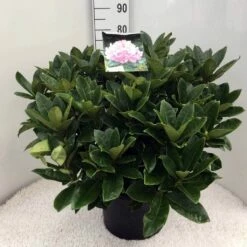 Rhododendron (Rhododendron 'Gomer Waterer') -DIRECTPLANT Winkel rh. gomer waterer c20