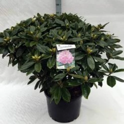 Rhododendron (Rhododendron 'Gomer Waterer') -DIRECTPLANT Winkel rh. gomer waterer c40