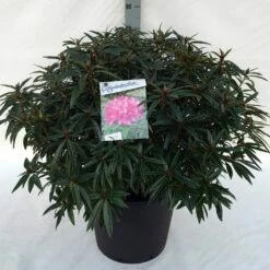 Rhododendron (Rhododendron 'Graziella') -DIRECTPLANT Winkel rh. graziella c30 1