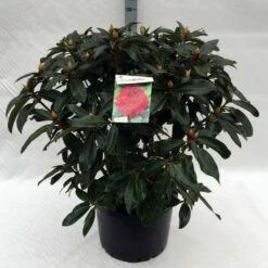 Rhododendron (Rhododendron 'Halfdan Lem') -DIRECTPLANT Winkel rh. halfdan lem c40