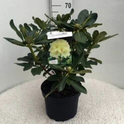 Rhododendron (Rhododendron 'Horizon Monarch') -DIRECTPLANT Winkel rh. horizon monarch c10 50 cm