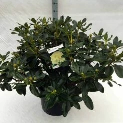 Rhododendron (Rhododendron 'Horizon Monarch') -DIRECTPLANT Winkel rh. horizon monarch c40