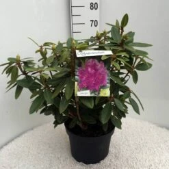 Rhododendron (Rhododendron 'Kokardia') -DIRECTPLANT Winkel rh. kokardia c10 50 cm