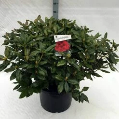 Rhododendron (Rhododendron 'Lord Roberts') -DIRECTPLANT Winkel rh. lord roberts c40 1