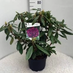 Rhododendron (Rhododendron 'Marcel Menard') -DIRECTPLANT Winkel rh. marcel menard c10 50 cm 1