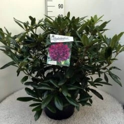Rhododendron (Rhododendron 'Marcel Menard') -DIRECTPLANT Winkel rh. marcel menard c20