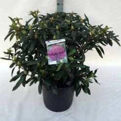 Rhododendron (Rhododendron 'Marcel Menard') -DIRECTPLANT Winkel rh. marcel menard c30 1