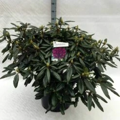 Rhododendron (Rhododendron 'Marcel Menard') -DIRECTPLANT Winkel rh. marcel menard c40 1