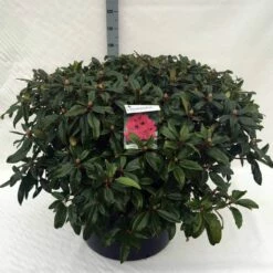 Rhododendron (Rhododendron 'Marie Forte') 24 Rhododendron (Rhododendron 'Marie Forte') -DIRECTPLANT Winkel rh. marie forte c80 1