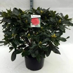 Rhododendron (Rhododendron 'Markeeta's Prize') -DIRECTPLANT Winkel rh. markeeta s prize c40 1
