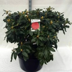 Rhododendron (Rhododendron 'Markeeta's Prize') -DIRECTPLANT Winkel rh. markeeta s prize c80