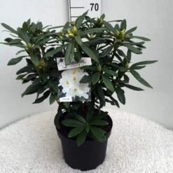 Rhododendron (Rhododendron 'Madame Masson') -DIRECTPLANT Winkel rh. mme masson c10 50 cm