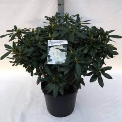 Rhododendron (Rhododendron 'Madame Masson') -DIRECTPLANT Winkel rh. mme masson c30 1